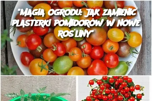 "Magia ogrodu: Jak zamienić plasterki pomidorów w nowe rośliny"