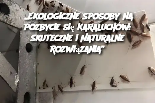 „Ekologiczne Sposoby na Pozbycie się Karaluchów: Skuteczne i Naturalne Rozwiązania”