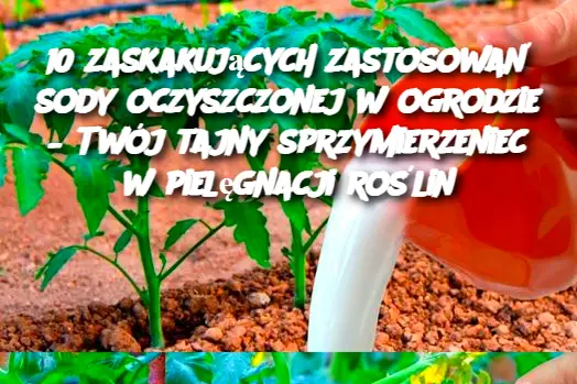 10 zaskakujących zastosowań sody oczyszczonej w ogrodzie – Twój tajny sprzymierzeniec w pielęgnacji roślin