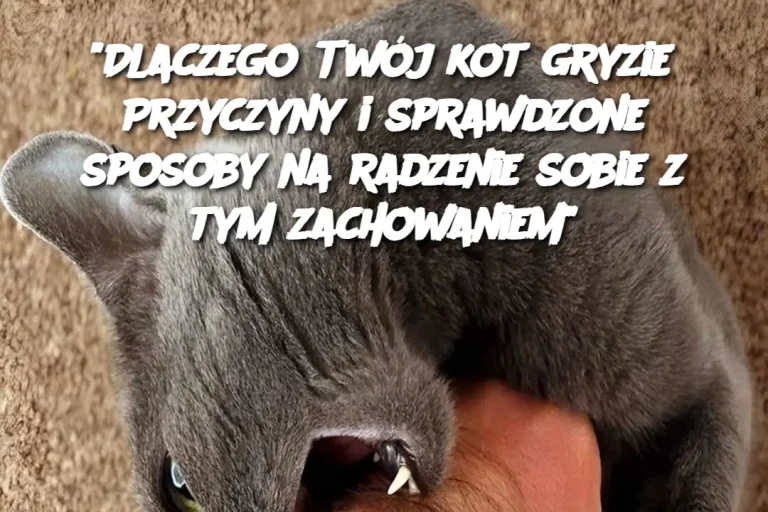 "Dlaczego Twój kot gryzie? Przyczyny i sprawdzone sposoby na radzenie sobie z tym zachowaniem"