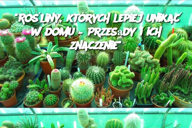 "Rośliny, których lepiej unikać w domu – Przesądy i ich znaczenie"