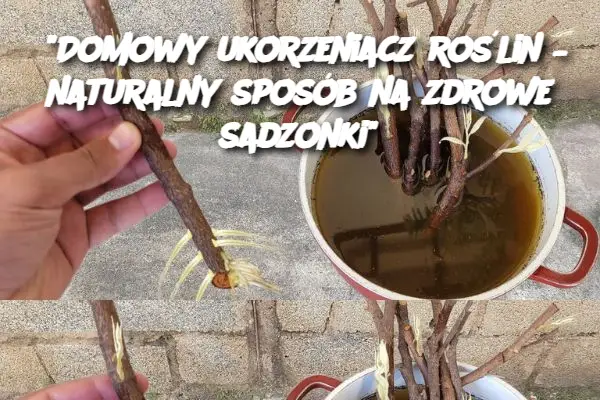 "Domowy ukorzeniacz roślin – naturalny sposób na zdrowe sadzonki"