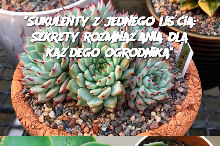 "Sukulenty z jednego liścia: Sekrety rozmnażania dla każdego ogrodnika"