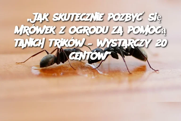 „Jak skutecznie pozbyć się mrówek z ogrodu za pomocą tanich trików – wystarczy 20 centów”