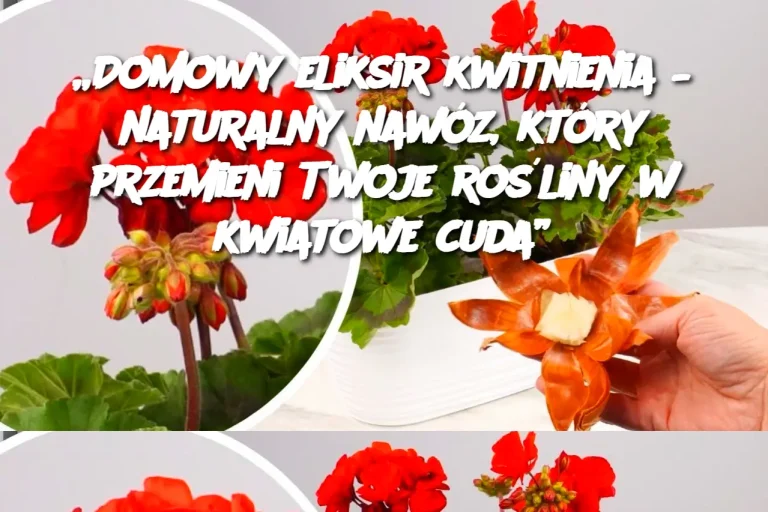 „Domowy eliksir kwitnienia – naturalny nawóz, który przemieni Twoje rośliny w kwiatowe cuda”