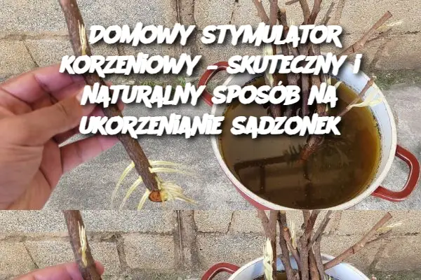 Domowy stymulator korzeniowy – skuteczny i naturalny sposób na ukorzenianie sadzonek