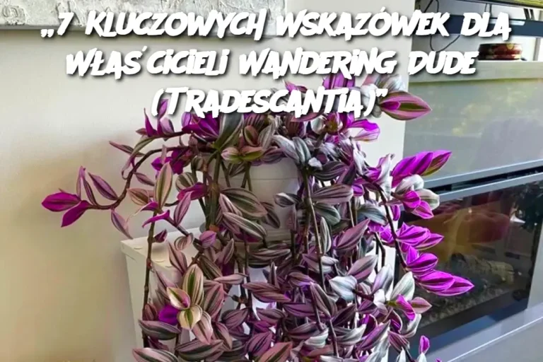 „7 Kluczowych Wskazówek dla Właścicieli Wandering Dude (Tradescantia)”