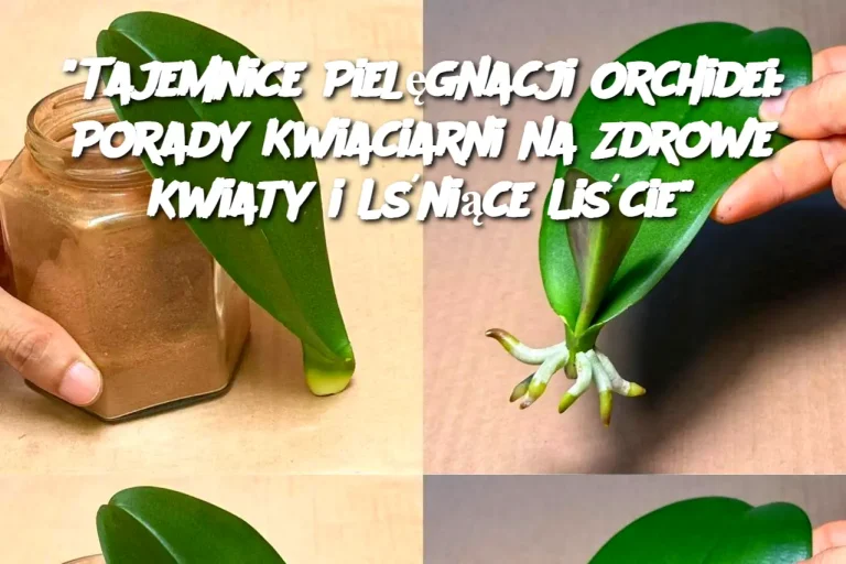 "Tajemnice Pielęgnacji Orchidei: Porady Kwiaciarni na Zdrowe Kwiaty i Lśniące Liście"