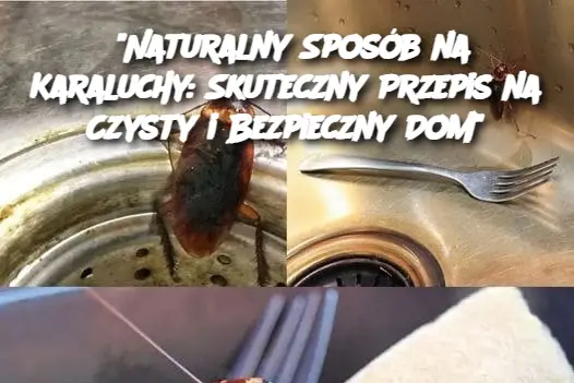 "Naturalny Sposób na Karaluchy: Skuteczny Przepis na Czysty i Bezpieczny Dom"