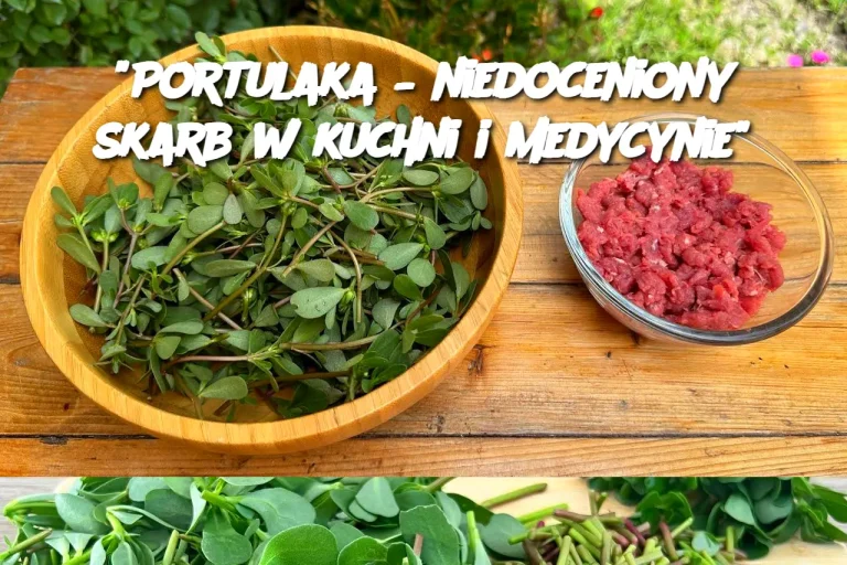 "Portulaka – niedoceniony skarb w kuchni i medycynie"