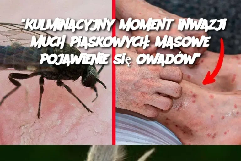 "Kulminacyjny moment inwazji much piaskowych: masowe pojawienie się owadów"