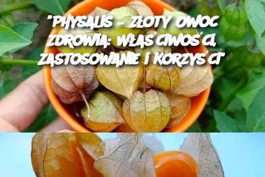 "Physalis – Złoty Owoc Zdrowia: Właściwości, Zastosowanie i Korzyści"