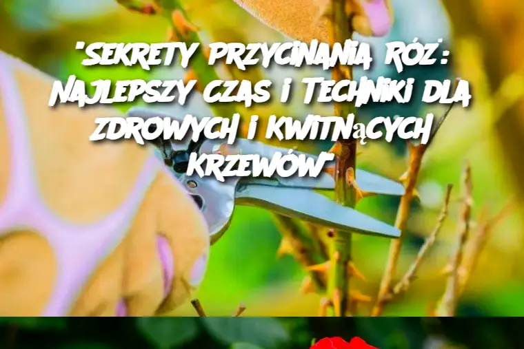 "Sekrety Przycinania Róż: Najlepszy Czas i Techniki dla Zdrowych i Kwitnących Krzewów"