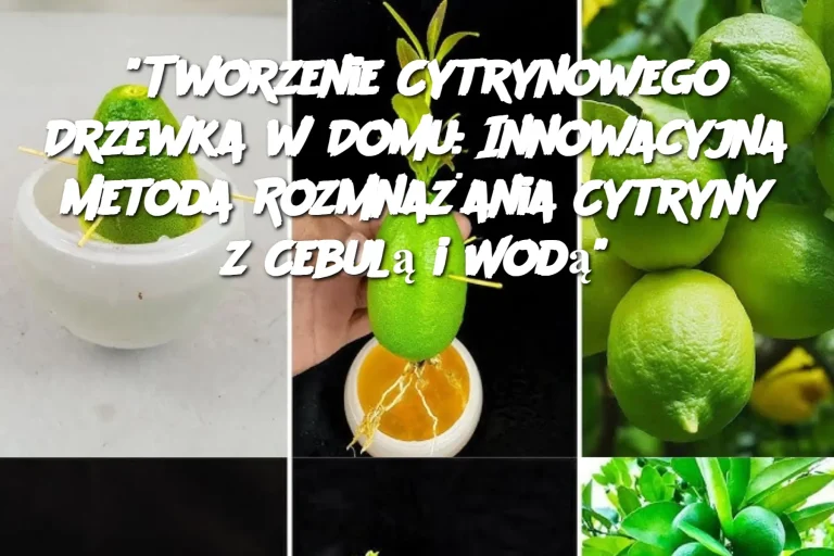 "Tworzenie Cytrynowego Drzewka w Domu: Innowacyjna Metoda Rozmnażania Cytryny z Cebulą i Wodą"