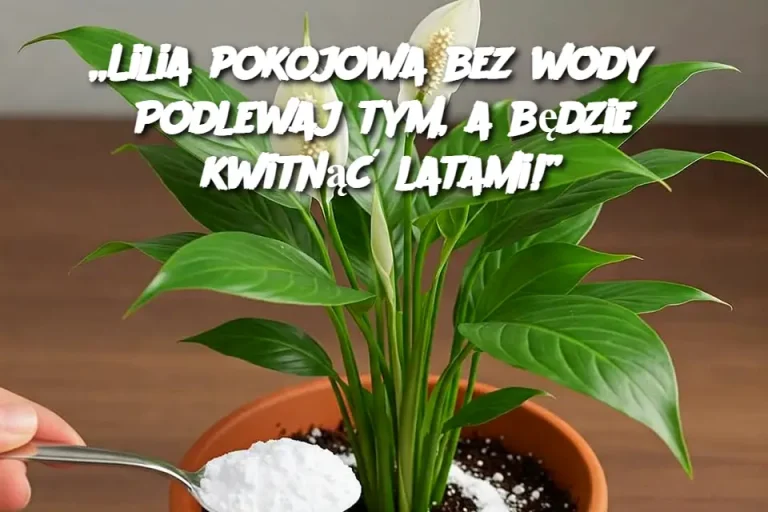 „Lilia pokojowa bez wody? Podlewaj tym, a będzie kwitnąć latami!”