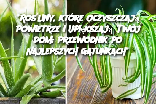 "Rośliny, które Oczyszczają Powietrze i Upiększają Twój Dom: Przewodnik po Najlepszych Gatunkach"