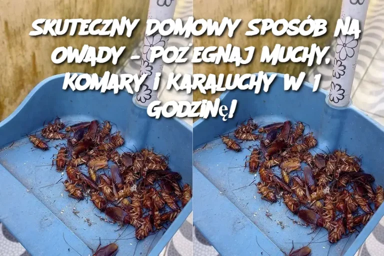 Skuteczny Domowy Sposób na Owady – Pożegnaj Muchy, Komary i Karaluchy w 1 Godzinę!