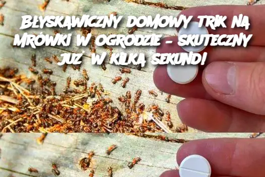 Błyskawiczny domowy trik na mrówki w ogrodzie – skuteczny już w kilka sekund!