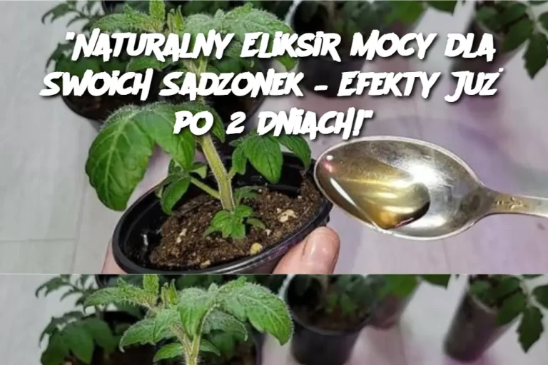 "Naturalny Eliksir Mocy dla Swoich Sadzonek – Efekty Już po 2 Dniach!"