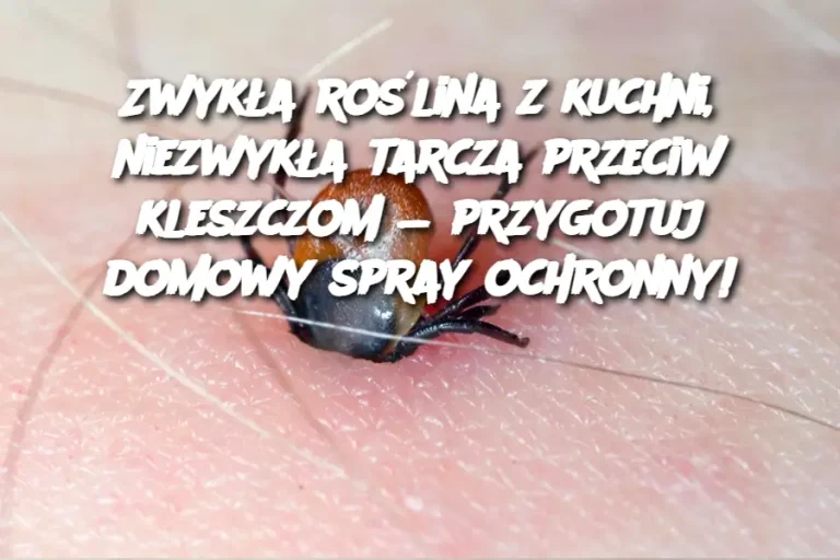 Zwykła roślina z kuchni, niezwykła tarcza przeciw kleszczom — przygotuj domowy spray ochronny!