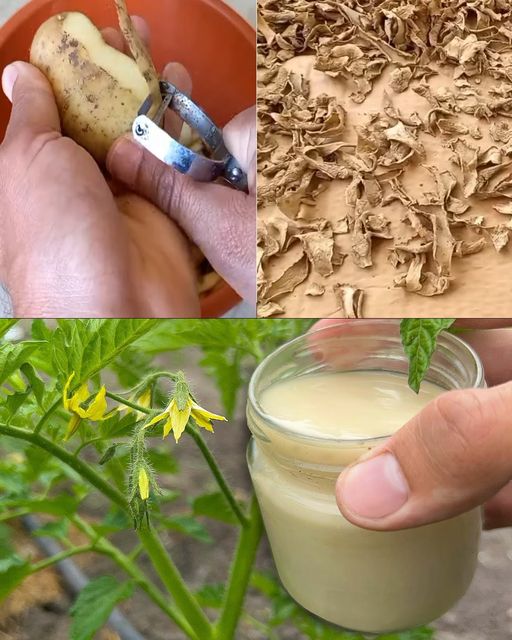 Ożyw swój ogród w naturalny sposób: wykorzystaj moc obierków ziemniaczanych