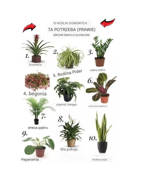 10 roślin doniczkowych, które (prawie) nie potrzebują światła słonecznegoNiezależnie od tego, czy mieszkasz w słabo oświetlonym mieszkaniu, czy po prostu chcesz dodać trochę zieleni bez konieczności dbania o rośliny wymagające dużej ilości światła, istnieje wiele roślin doniczkowych, które dobrze radzą sobie w warunkach słabego oświetlenia. Oto dziesięć świetnych opcji, które do prawidłowego rozwoju wymagają minimalnej ilości światła słonecznego: