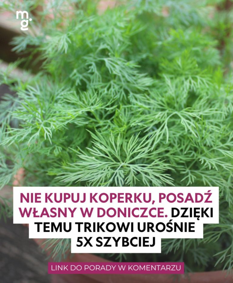 Domowa hodowla smaku: jak samodzielnie wyhodować grzyby zamiast kupować je w sklepie?