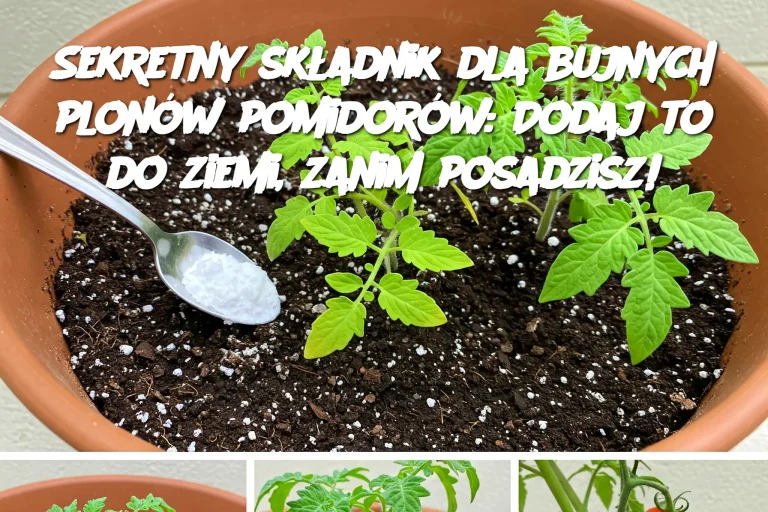 Sekretny składnik dla bujnych plonów pomidorów: Dodaj to do ziemi, zanim posadzisz!