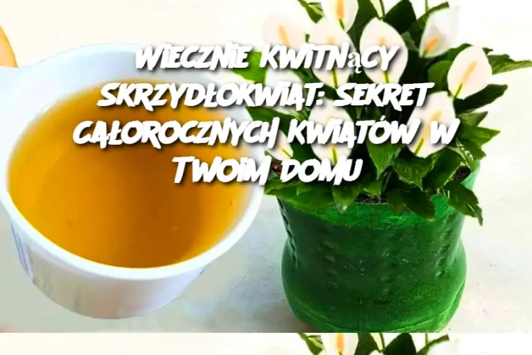 Wiecznie Kwitnący Skrzydłokwiat: Sekret Całorocznych Kwiatów w Twoim Domu
