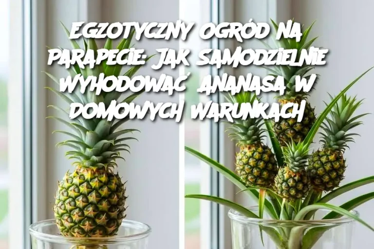 Egzotyczny Ogród na Parapecie: Jak Samodzielnie Wyhodować Ananasa w Domowych Warunkach