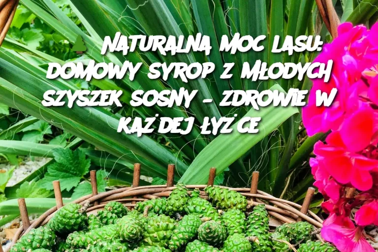 🌲 Naturalna moc lasu: domowy syrop z młodych szyszek sosny – zdrowie w każdej łyżce