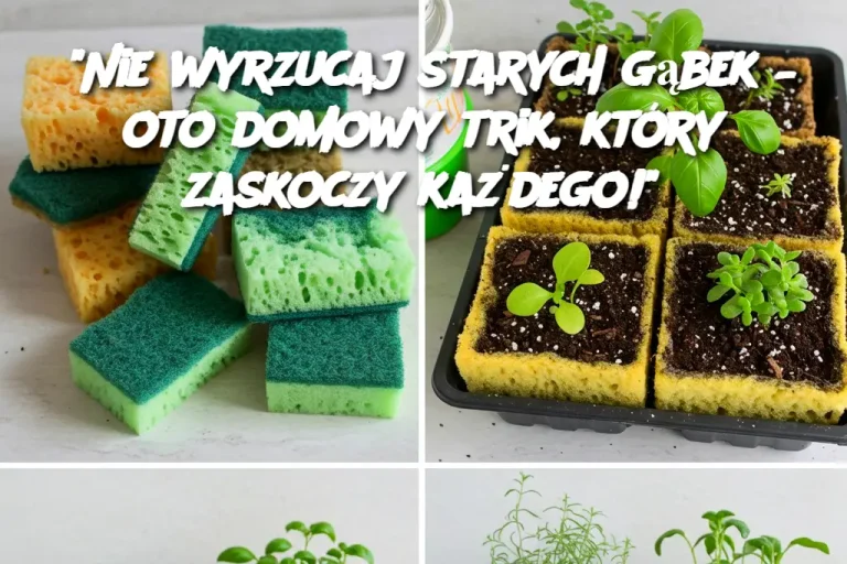 "Nie wyrzucaj starych gąbek – oto domowy trik, który zaskoczy każdego!"