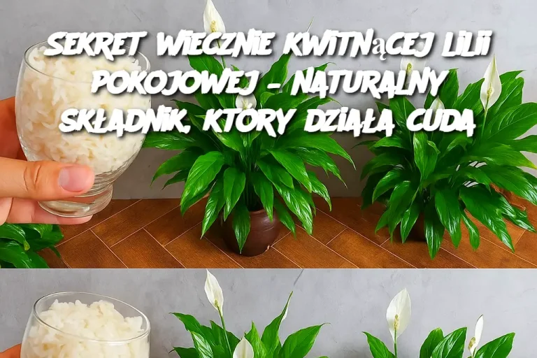 Sekret wiecznie kwitnącej lilii pokojowej – naturalny składnik, który działa cuda