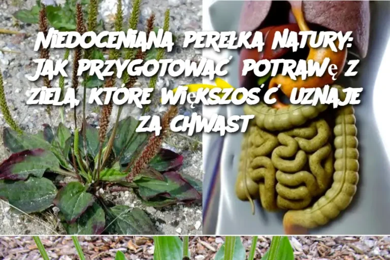 Niedoceniana perełka natury: Jak przygotować potrawę z ziela, które większość uznaje za chwast
