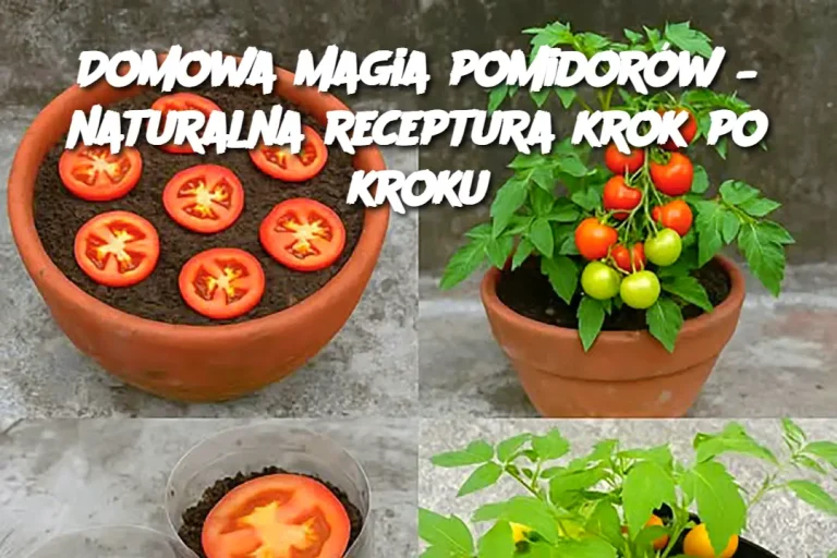 Domowa magia pomidorów – naturalna receptura krok po kroku
