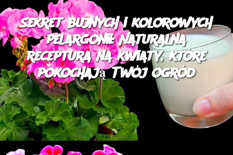 Sekret bujnych i kolorowych pelargonii: Naturalna receptura na kwiaty, które pokochają Twój ogród