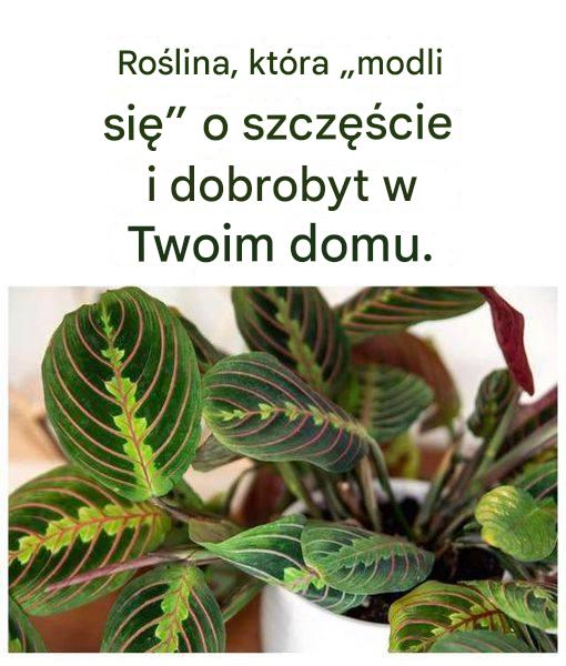 Roślina, która „modli się” o szczęście i dobrobyt w Twoim domu.